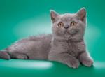 Ursa - British Shorthair Kitten For Sale - Los Angeles, CA, US