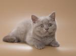 Robert - British Shorthair Kitten For Sale - Los Angeles, CA, US