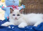 Henry - Ragdoll Kitten For Sale - Los Angeles, CA, US