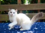 Gracia - Ragdoll Kitten For Sale - 