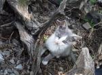 Maybil - Domestic Kitten For Adoption - 