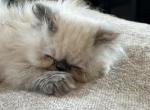 Treasure - Persian Kitten For Sale - River Falls, WI, US