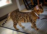 Kahlua - Bengal Cat For Sale/Retired Breeding - Manteca, CA, US