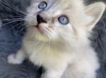 Male Ragdoll Kitten - Ragdoll Kitten For Sale - Hugoton, KS, US