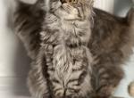 Anastasia - Maine Coon Kitten For Sale - 