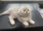 Mini Richa - Scottish Fold Kitten For Sale - Great Falls, VA, US