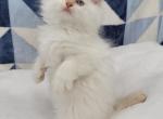 Flame Point Sully - Ragamuffin Kitten For Sale - Poplar Grove, IL, US