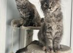 Alena - Maine Coon Kitten For Sale - Lehigh Acres, FL, US