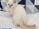 Flame Point Enzo - Ragamuffin Kitten For Sale - Poplar Grove, IL, US