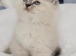 Blue Lynx Kozy - Ragamuffin Kitten For Sale - Poplar Grove, IL, US