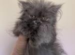 CFA Registered Blue Female Persian - Persian Kitten For Sale - Conyers, GA, US