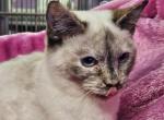 Cinnomin - Siamese Cat For Sale - 