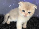 Quattro Scottish Fold Blue Golden Boy - Scottish Fold Kitten For Sale - Odessa, FL, US