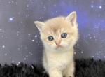 Quebec Scottish Fold Blue Golden Shaded Girl - Scottish Fold Kitten For Sale - Odessa, FL, US