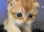 Quill Scottish Fold Golden Shaded Girl - Scottish Fold Kitten For Sale - Odessa, FL, US