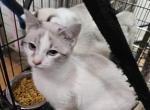 Angelica - Snowshoe Cat For Sale - Waupaca, WI, US