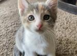 Female Calico Kitten - Domestic Kitten For Sale - Hugoton, KS, US