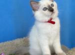 Bella - Ragdoll Kitten For Sale - 