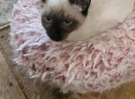 Frenchie - Siamese Kitten For Sale - Waupaca, WI, US