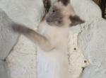 X centrick - Siamese Kitten For Sale - Waupaca, WI, US