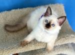 Tommy - Ragdoll Kitten For Sale - 