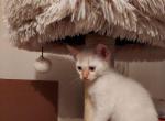 Kitty one - Siamese Kitten For Sale - San Bernardino, CA, US