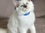 Morsel - Ragdoll Kitten For Sale - FL, US