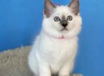 Gina - Ragdoll Kitten For Sale - FL, US