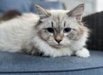 Male Siberian Neva Masquerade - Siberian Kitten For Sale - Meridian, ID, US