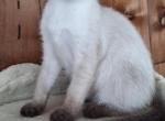 Purebred Traditional seal Female kitten - Siamese Kitten For Sale - 