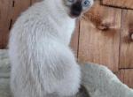 Baby girl - Siamese Kitten For Sale - NY, US