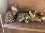 Leo - Bengal Kitten For Sale - San Diego, CA, US