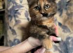 Siracha - Munchkin Kitten For Sale - San Diego, CA, US