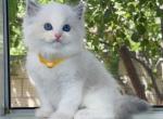 Perfect Blue bicolor boy - Ragdoll Kitten For Sale - Fontana, CA, US