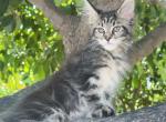 Silver lynx girl - Maine Coon Kitten For Sale - Fontana, CA, US