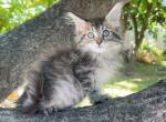 Brown Lynx girl - Maine Coon Kitten For Sale - Fontana, CA, US