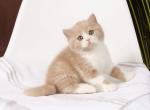 Fluff - British Shorthair Kitten For Sale - 