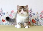 Xahariy - Exotic Kitten For Sale - 