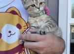 Princess - Scottish Fold Kitten For Sale - Tukwila, WA, US