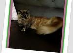 Carmen - Maine Coon Kitten For Sale - Los Angeles, CA, US