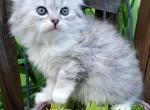 Gizmo - Scottish Fold Kitten For Sale - Howell, MI, US