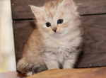 Perfecting preservation - Siberian Kitten For Sale - 