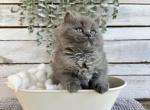 Cloudy - Persian Kitten For Sale - FL, US