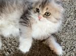 British shorthair - British Shorthair Kitten For Sale - 