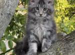 Wing - Maine Coon Kitten For Sale - Brighton, CO, US