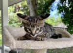 Diesel F3 - Savannah Kitten For Sale - Bradenton, FL, US