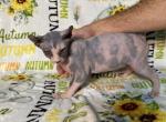 Rose - Sphynx Kitten For Sale - Crestview, FL, US