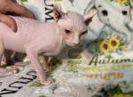 Sweet Pea - Sphynx Kitten For Sale - Crestview, FL, US