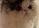 New litter - Persian Kitten For Sale - 