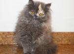 Persian Jewel Cattery 4 - Persian Cat For Sale - 